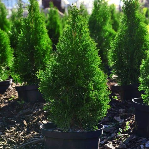 Evergreen Trees, Plants & Shrubs for Year-Round Vibrancy ...