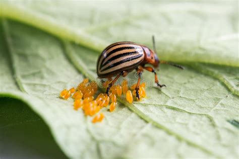 Close-up of a Colorado Potato Beetle and Its Eggs. Pest on Potato ...