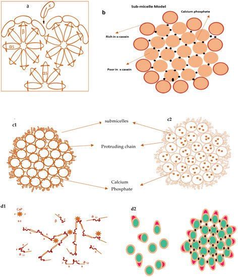 Casein Micelles for Bioactives | Encyclopedia MDPI