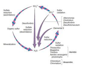 Sulfur Cycle: Introduction, Steps and Diagram - Microbiology Notes