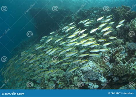 Goat fish on coral reef stock image. Image of system - 24425447