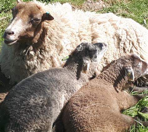 Ewes for Sale | Shetland Sheep Society