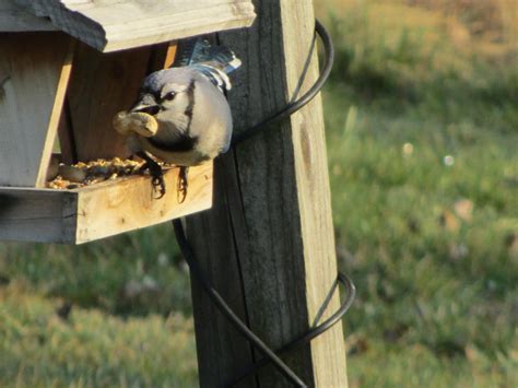 blue jay at my feeder | Outdoor decor, Bird feeders, Blue jay