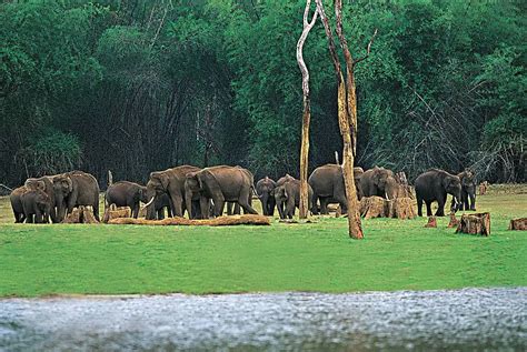 Periyar Travel Guide: Places to See, Weather, Activity | IndiaTravelPage