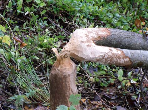 "Beaver DAMage" | Beaver DAMage on the banks of the GSFC pon… | Flickr