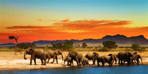 Afrique du Sud | South africa travel, Africa travel, African safari tour