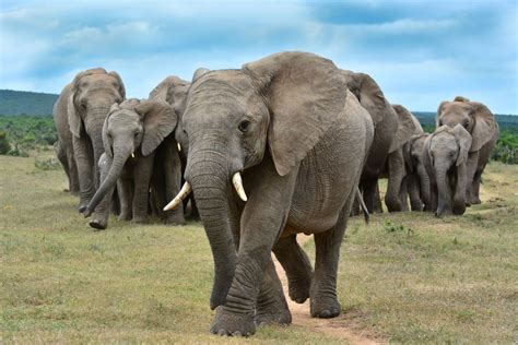 Why Are Elephants’ Ears So Big? | Britannica