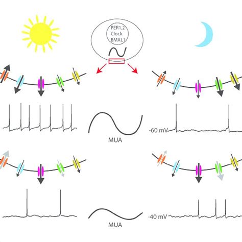 The circadian clock in mammals.a | A hierarchical organization of the ...