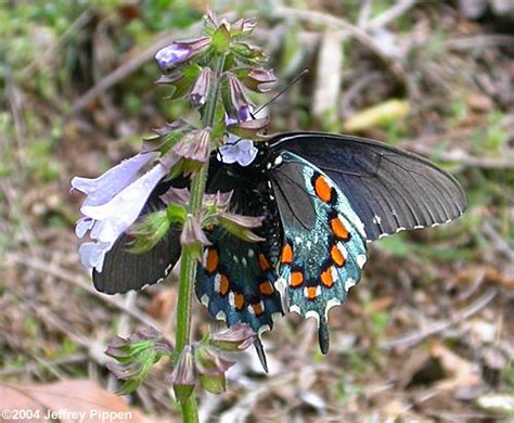 Butterfly Nectar Plants in North Carolina