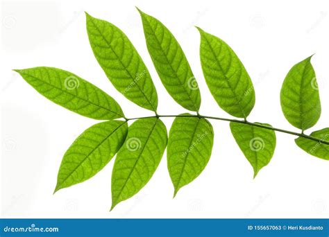 Beautiful Green Walnut Leaves on White Background with Copy Space Stock ...