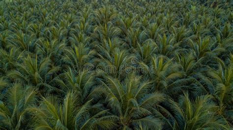 Aerial View on Plantation of Coconut Trees. Stock Photo - Image of leaf, agriculture: 108828510