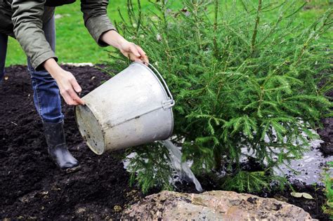 Winter Watering Of Trees & Plants | Tree Care | RYAN Lawn & Tree