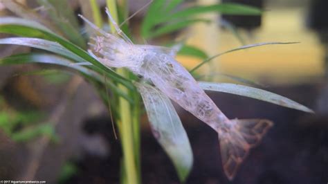 Amano Shrimp Care, Feeding, Algae Eating, Size, Lifespan - Video