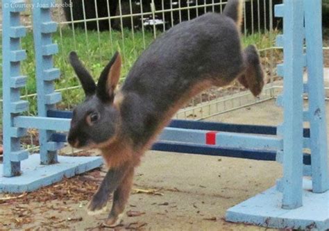 Rabbit Hopping Is Fun For Rabbits And Owners | Pet rabbit care, Rabbit ...