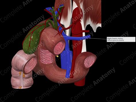 Right Gastric Artery | Complete Anatomy