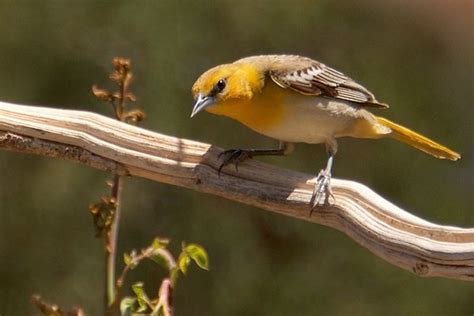 Bullock's Oriole - Female | The female Bullock's Oriole make… | Flickr