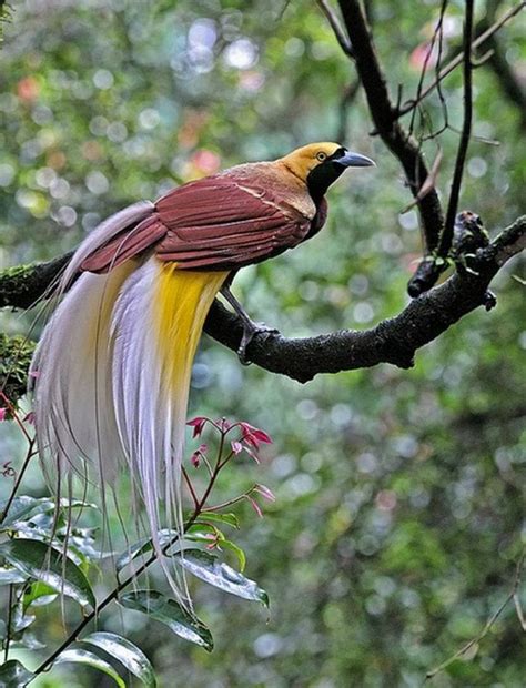 Pin on National Birds of the World