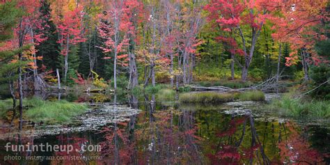 2024 Upper Peninsula Michigan Fall Color Report, Michigan Fall Colors, When are Fall Colors