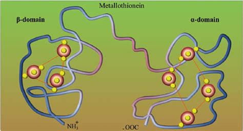 5 Metallothionein structure which has two domains, NH 3 + and − OOC, to... | Download Scientific ...