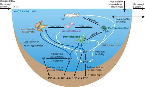 Phosphorus Cycle In Water