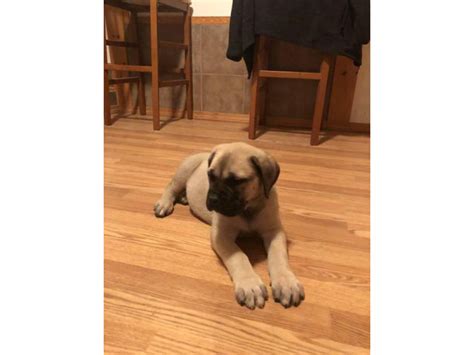 Beautiful AKC English mastiff puppies for sale Farmington - Puppies for ...