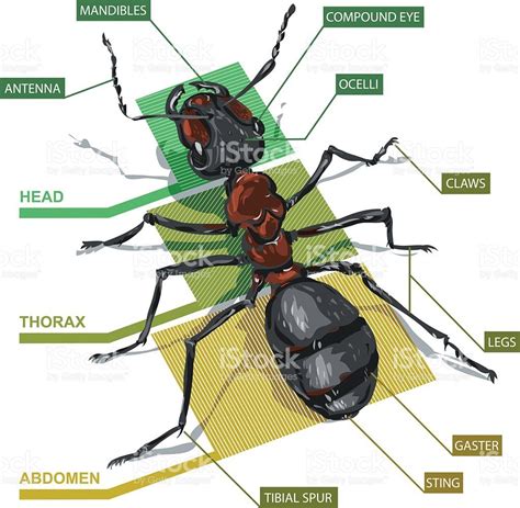 Ant Body Parts Labeled