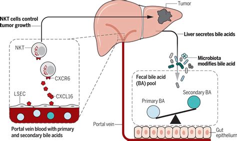 Bile Acids: Their Role in Gut Health Beyond Fat Digestion | Clinical Education