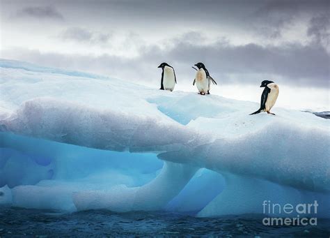 Three Penguins Standing On Iceberg Photograph by David Merron / 500px - Pixels