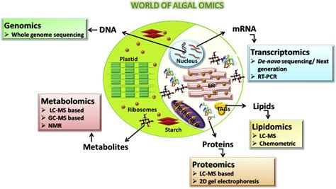 Omics techniques for identifying potential targets for increasing TAG... | Download Scientific ...