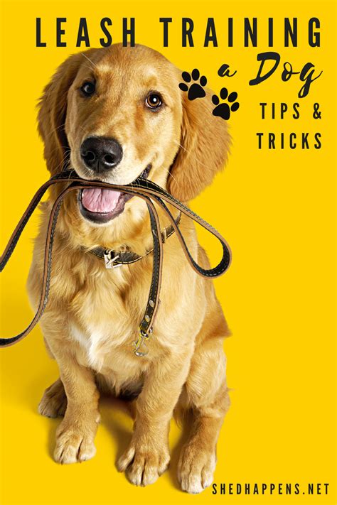 Effective Leash Training Tips & Tricks | Dog leash training, Leash ...