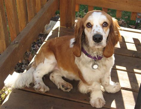 ♥DD♥ 130 HUSH BASSET (BASSET HOUND & COCKER SPANIEL) | Basset hound mix, Basset hound dog ...