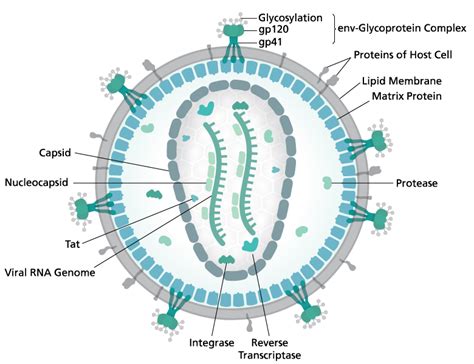 Closer to a Cure? Elucidating the Structure of the HIV Reverse Transcriptase Initiation Complex ...