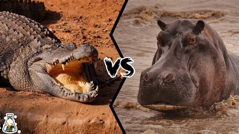 Hippo Vs Alligator: Get The Main Difference In 2023