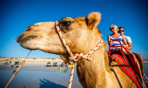 Broome Cable Beach Morning Camel Ride | Experience Oz