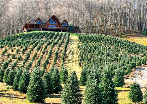 Christmas Tree Farms Near Asheville: Your 2024 Guide - When In Asheville