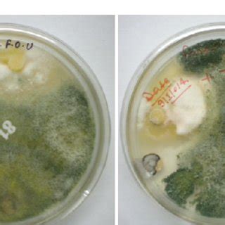 Colony Growth of Trichoderma viride (01 PP) and Trichoderma harzianum... | Download Scientific ...