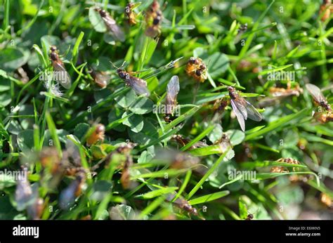 Flying ants swarm hi-res stock photography and images - Alamy