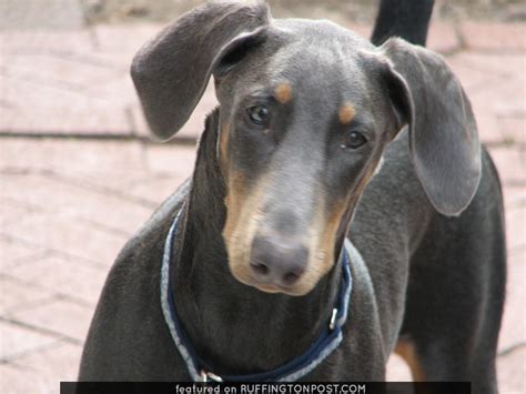 Cute Doberman Pinscher Ears on Ginger - Ruffington Post