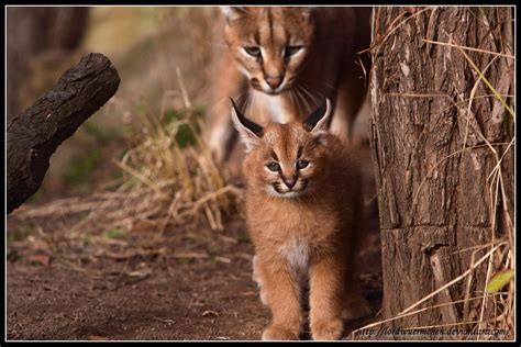 Caracal cub by AF--Photography on DeviantArt