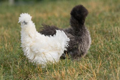 Silkie Chicken Breed Guide — Practical Self Reliance