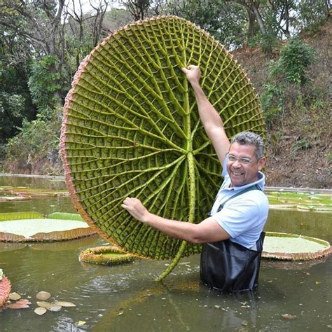 Uma vitória régia vista por baixo! Incrível. | Piantare alberi, Fiori esotici, Piantare un giardino