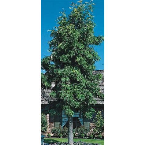 Village Nurseries 3.25-Gallon Orange Silk Oak Shade Tree (L6315) at Lowes.com