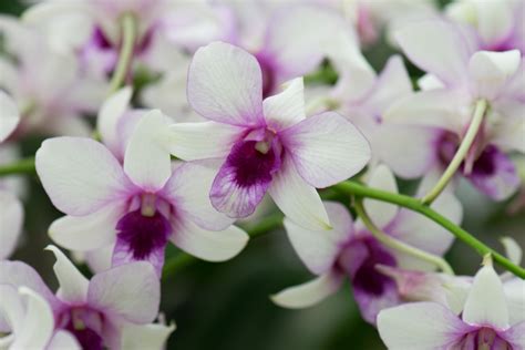 File:White and purple orchids ... | Purple orchids, Orchids, Purple