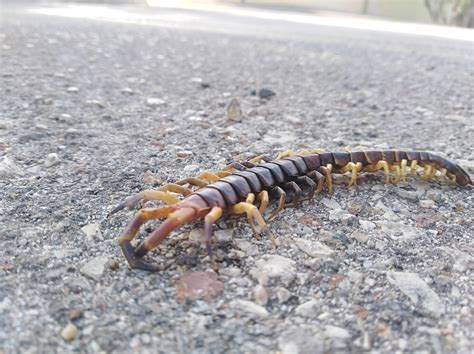 Amazonian Giant Centipede