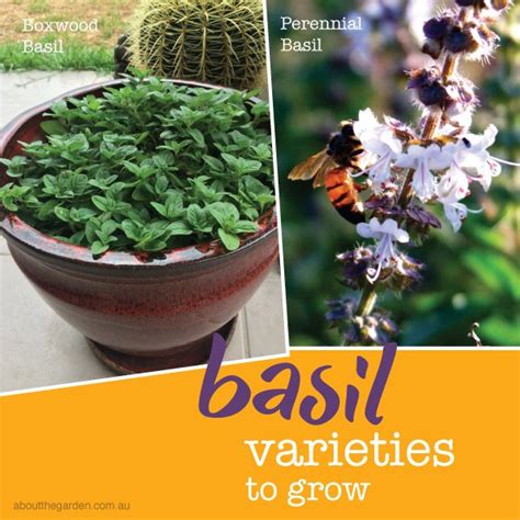 Basil varieties to grow – About The Garden Magazine