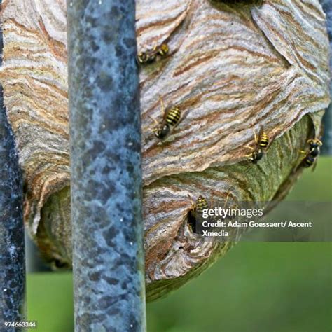 2,385 Yellowjacket Stock Photos, High-Res Pictures, and Images - Getty Images