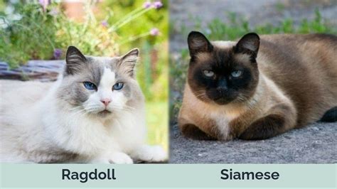 Ragdoll vs Siamese Cats: The Differences (With Pictures) | Hepper