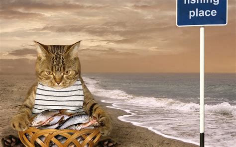 Download Wallpaper 1680x1050 Cat and basket of fish, beach, sea, funny animal HD Background