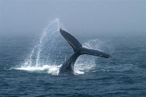 Humpback Whale Tail Slapping Photograph by Robert Goodell - Pixels