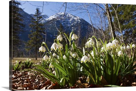 Spring Snowflake flowers, Bavaria, Germany Wall Art, Canvas Prints, Framed Prints, Wall Peels ...